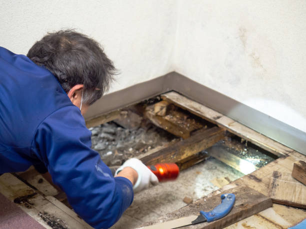 Best Mold Damage Repair  in Brodheadsville, PA