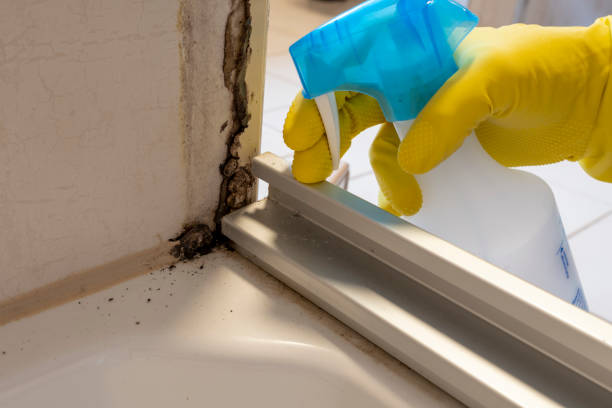 Reliable Brodheadsville, PA Mold Removal Solutions