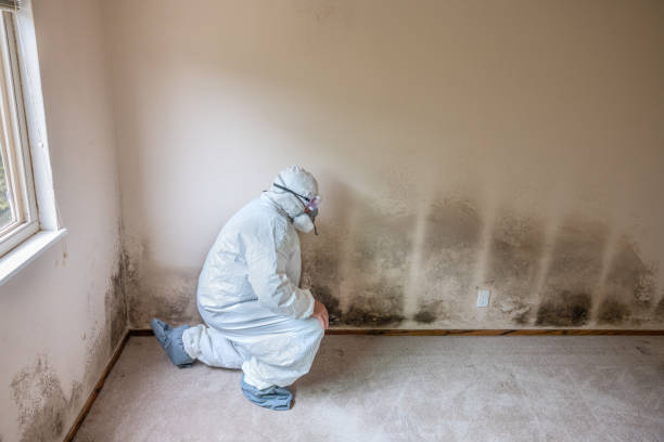 Best Mold Damage Repair  in Brodheadsville, PA