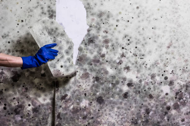 Best Crawl Space Mold Removal  in Brodheadsville, PA