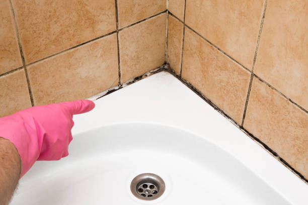 Best Toxic Mold Removal  in Brodheadsville, PA